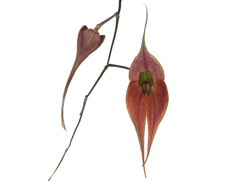 Lepanthes peruviana