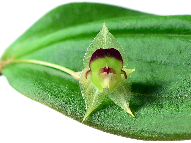 Lepanthes phalloides