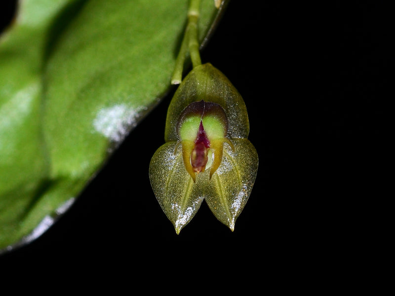 Lepanthes phalloides