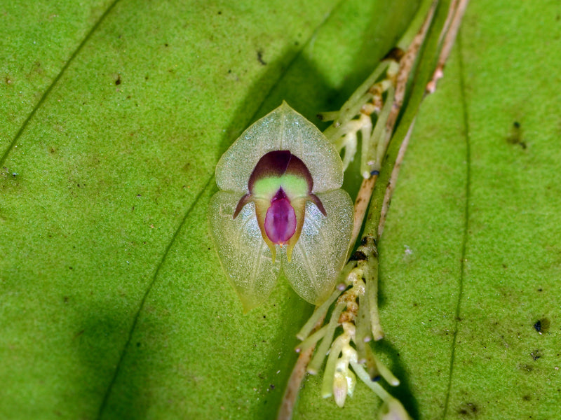 Lepanthes phalloides