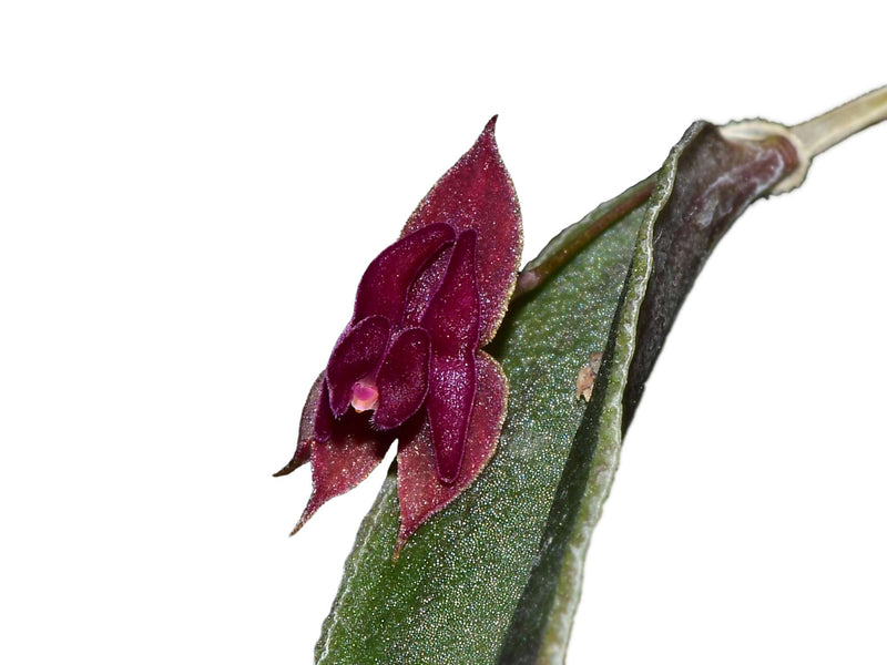 Lepanthes planadensis