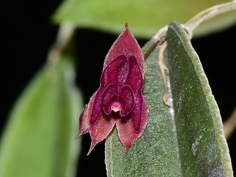 Lepanthes planadensis