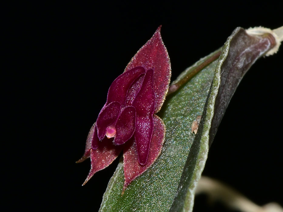 Lepanthes planadensis