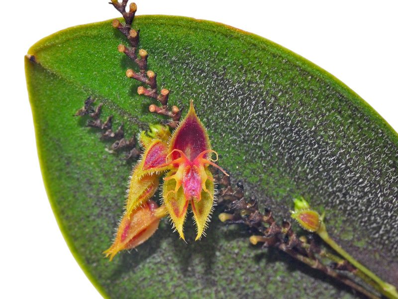 Lepanthes polytricha