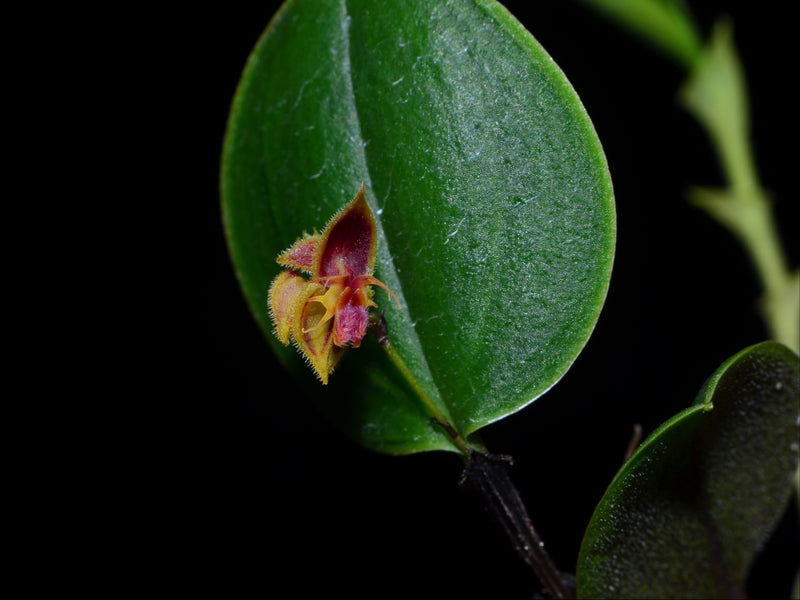 Lepanthes polytricha