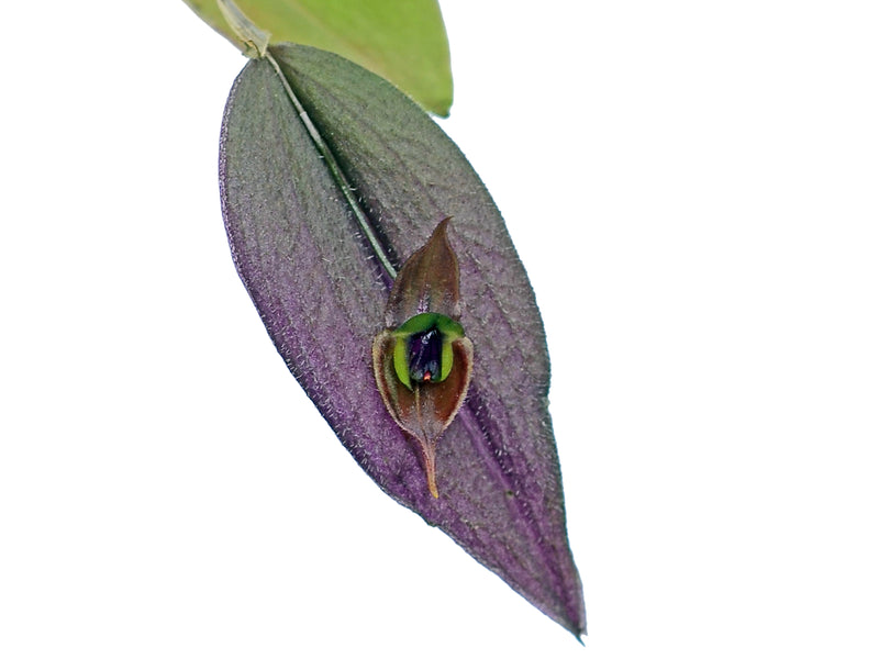Lepanthes pubescens