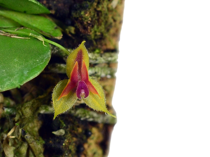 Lepanthes pulchella