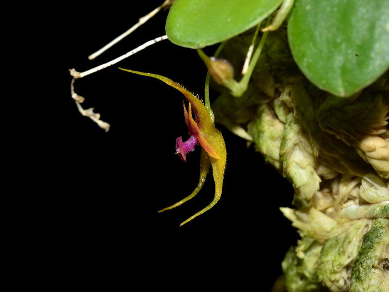 Lepanthes pulchella