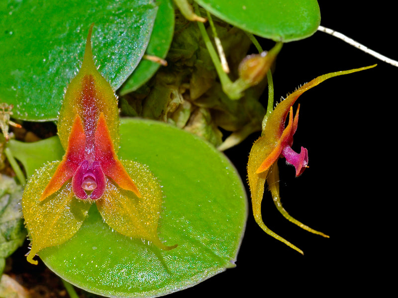 Lepanthes pulchella