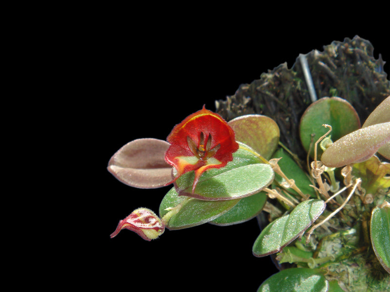 Lepanthes quadricornis
