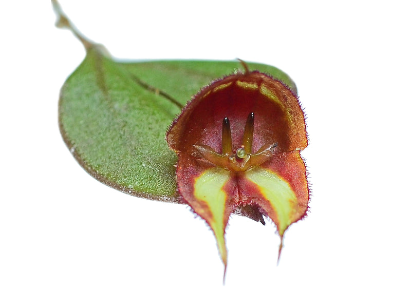 Lepanthes quadricornis