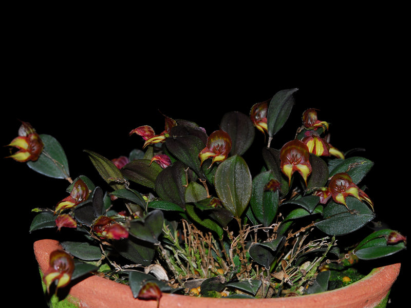 Lepanthes quadricornis