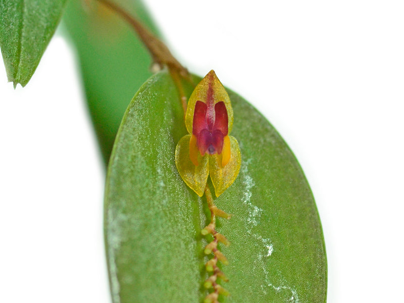 Lepanthes regularis