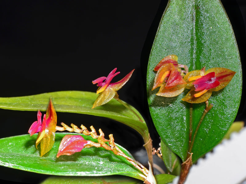 Lepanthes regularis