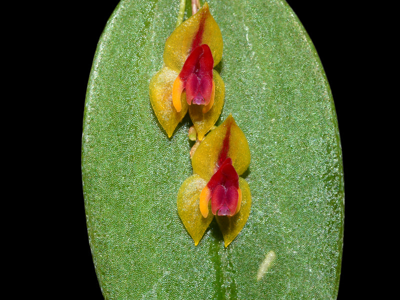 Lepanthes regularis