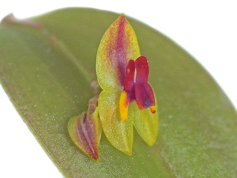 Lepanthes regularis