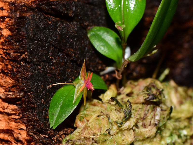 Lepanthes regularis x Lepanthes myiophora