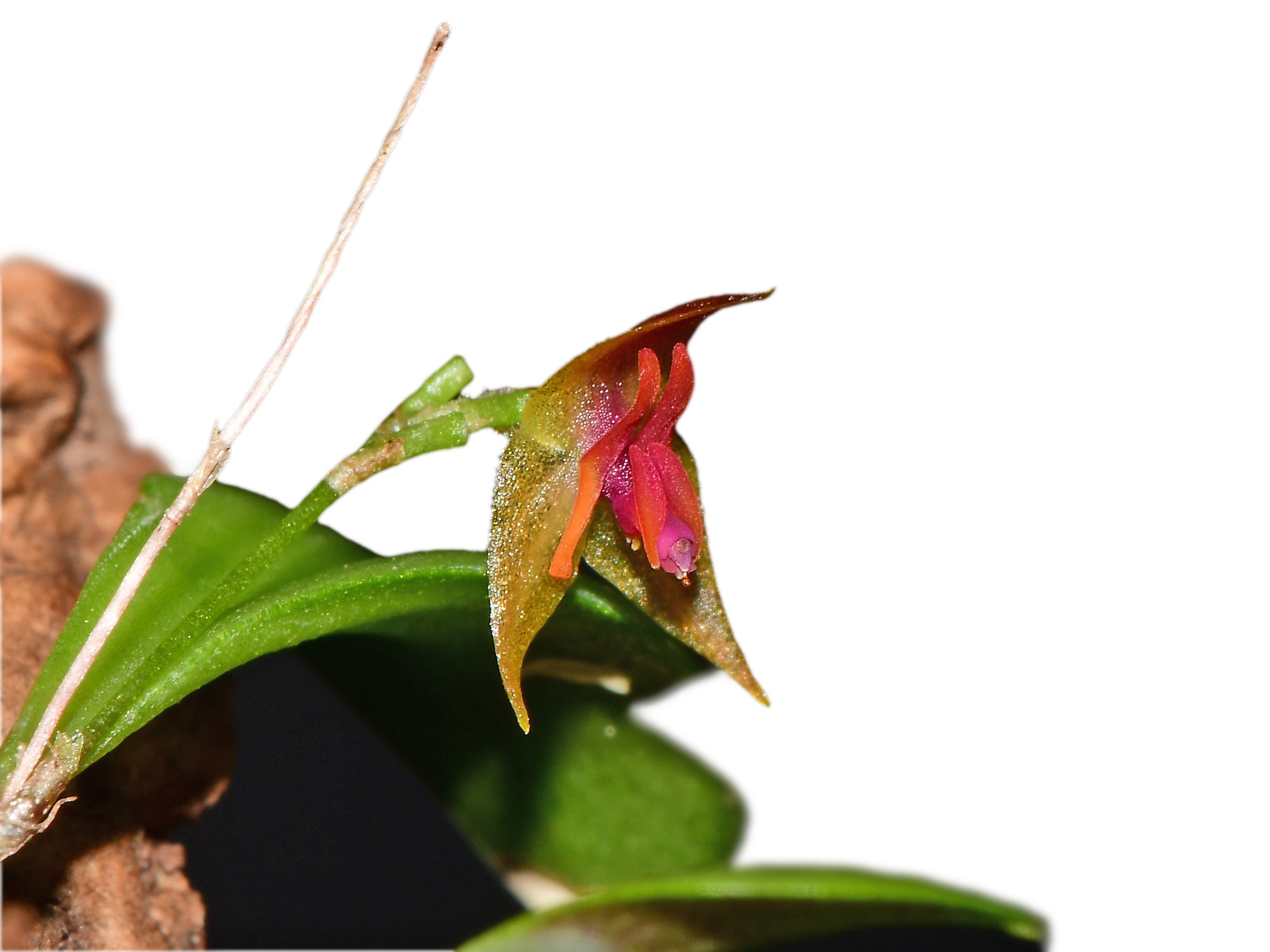 Lepanthes regularis x Lepanthes myiophora