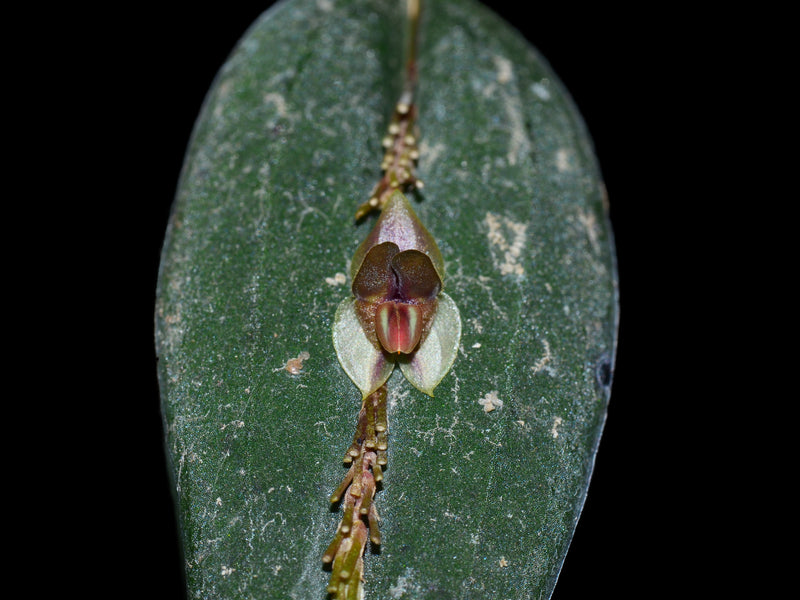 Lepanthes reventador