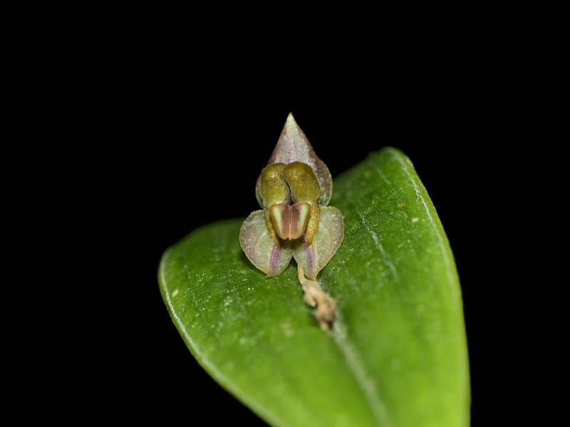 Lepanthes reventador