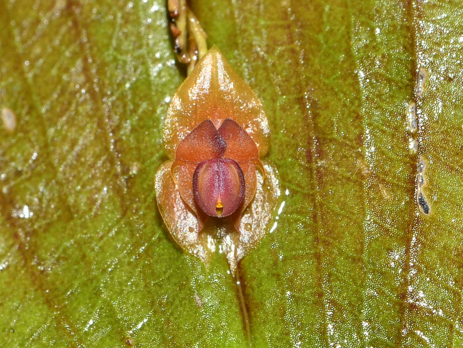 Lepanthes rhodophylla