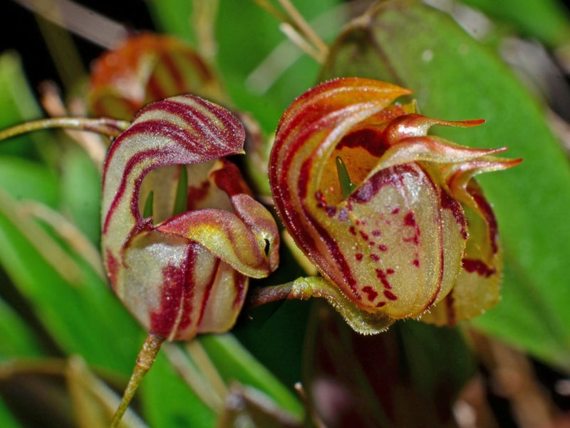 Lepanthes ribes