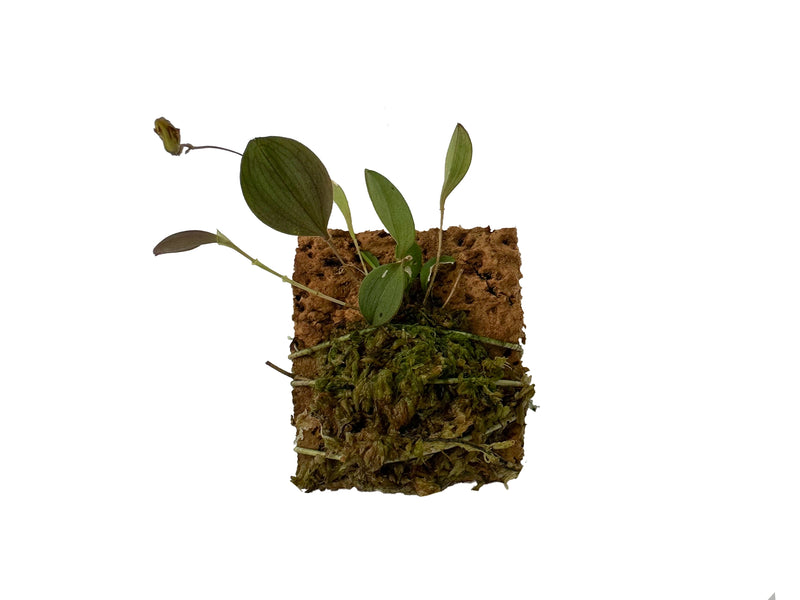 Lepanthes ribes xanthina x spont