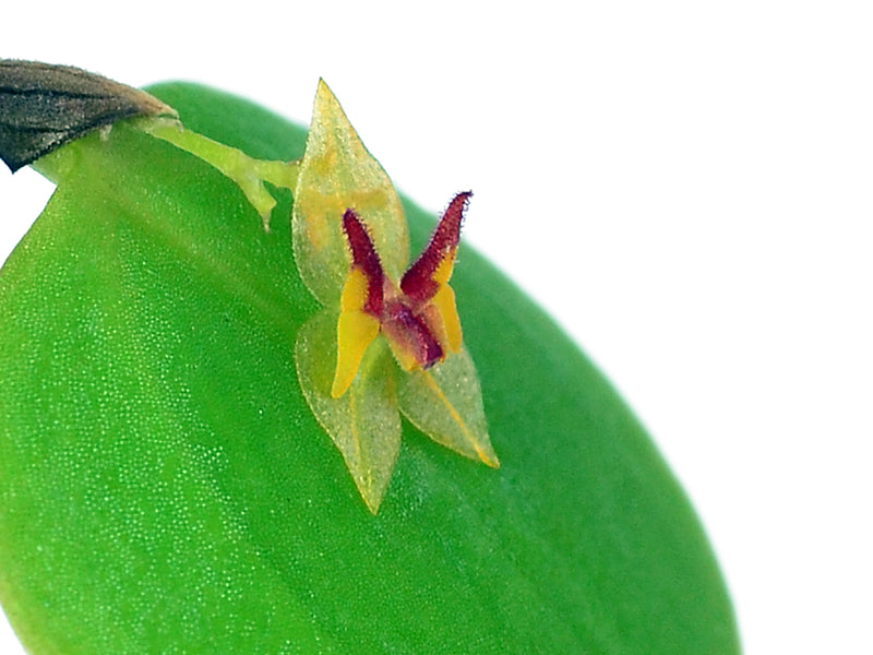 Lepanthes rudicula