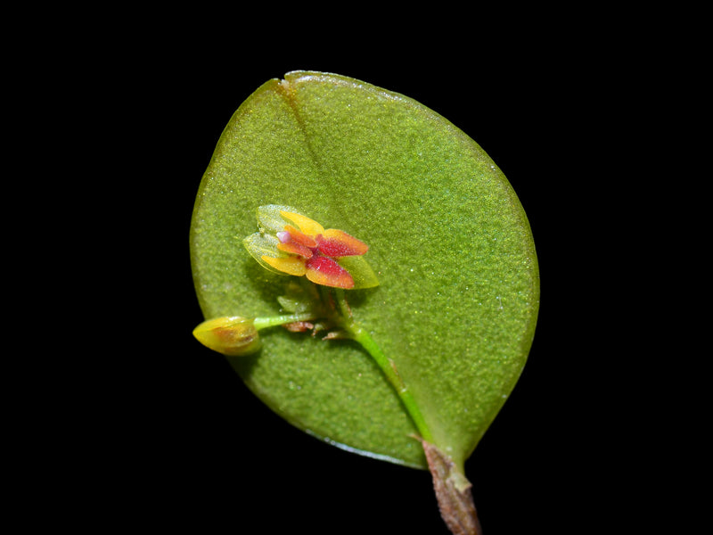 Lepanthes rudicula