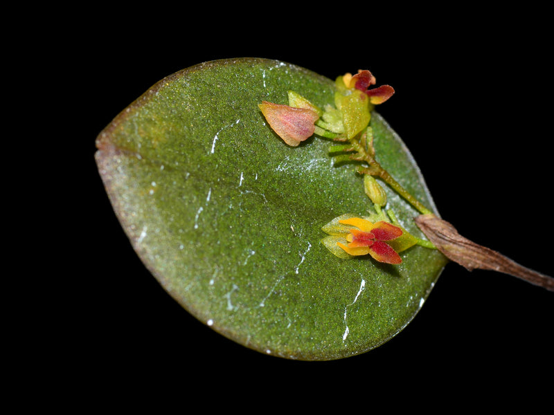 Lepanthes rudicula