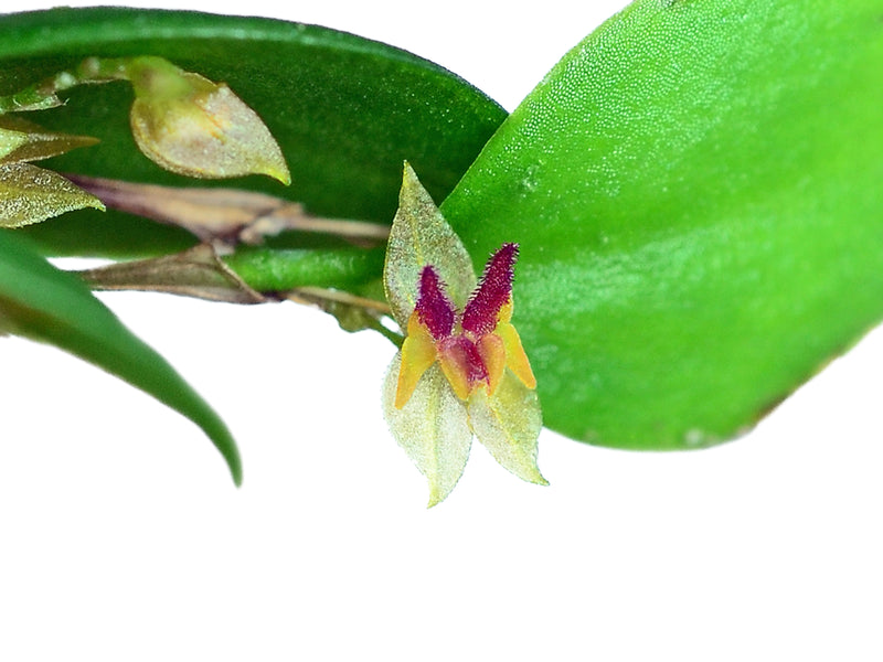 Lepanthes rudicula