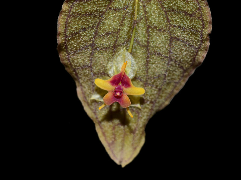 Lepanthes saltatrix