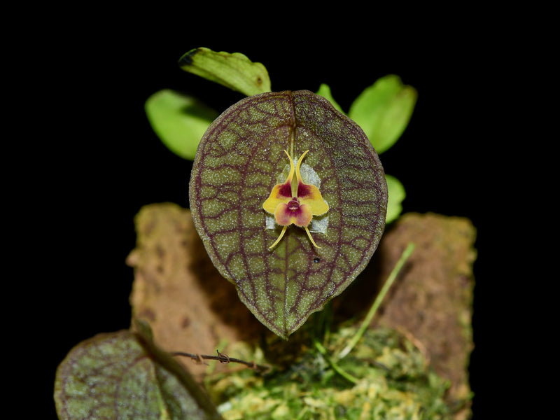 Lepanthes saltatrix