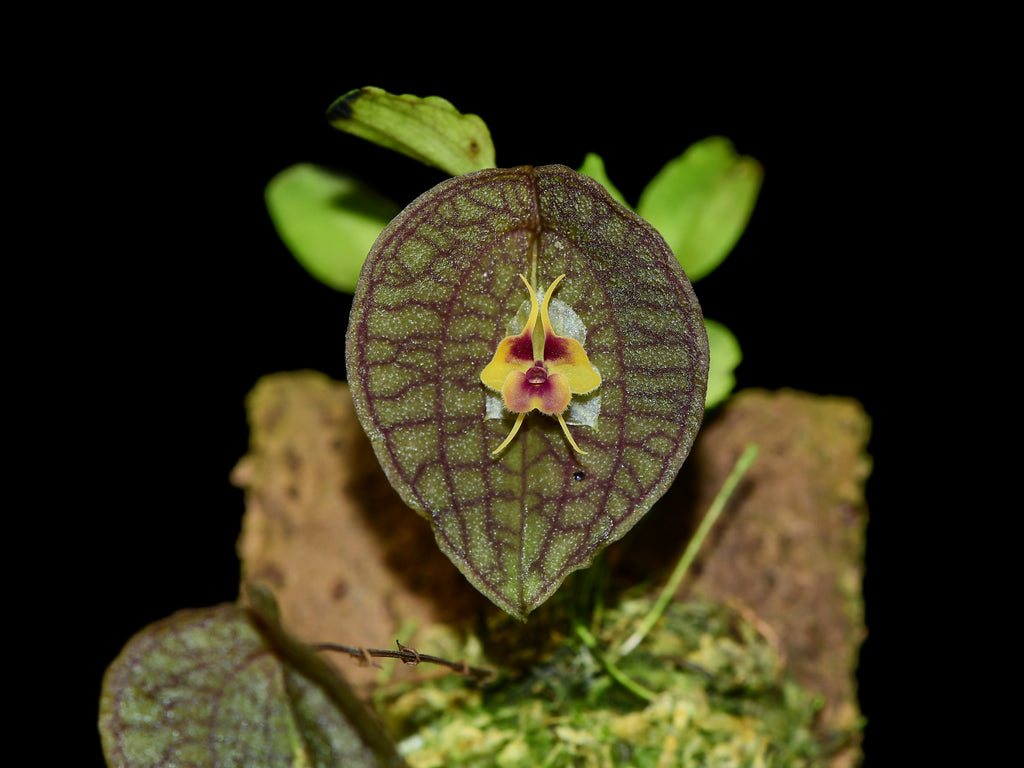 Lepanthes saltatrix — Ecuagenera Orquídeas del Ecuador