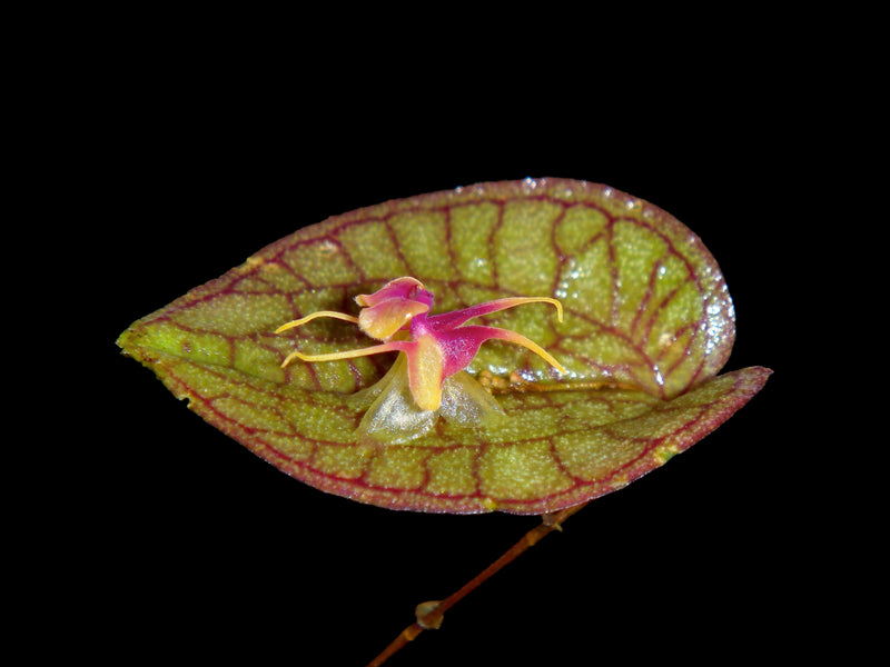 Lepanthes saltatrix