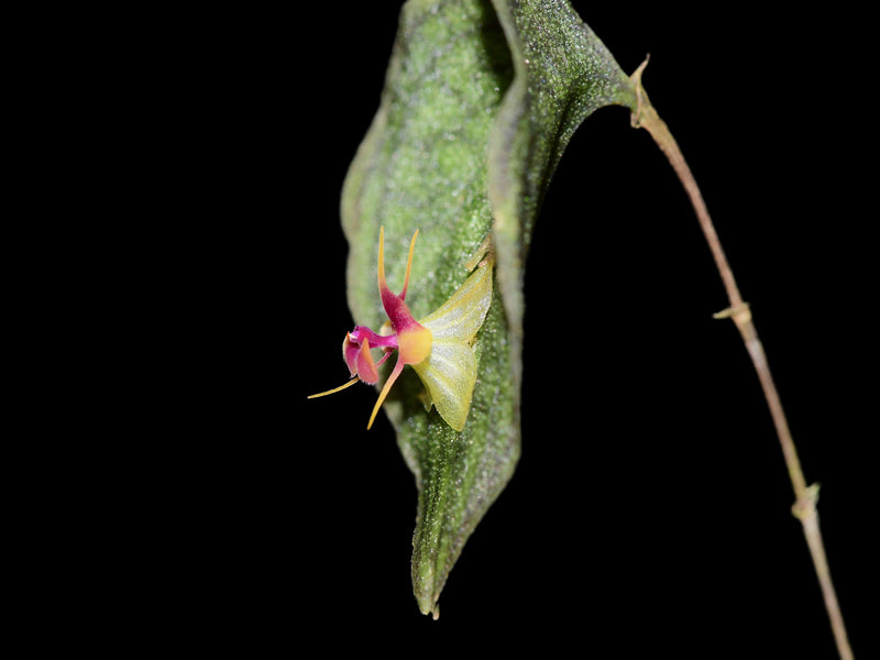 Lepanthes saltatrix