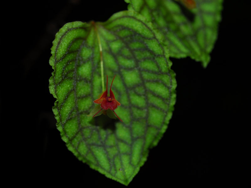 Lepanthes saltatrix x Lths. calodictyon