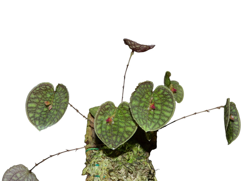 Lepanthes saltatrix x Lths. calodictyon