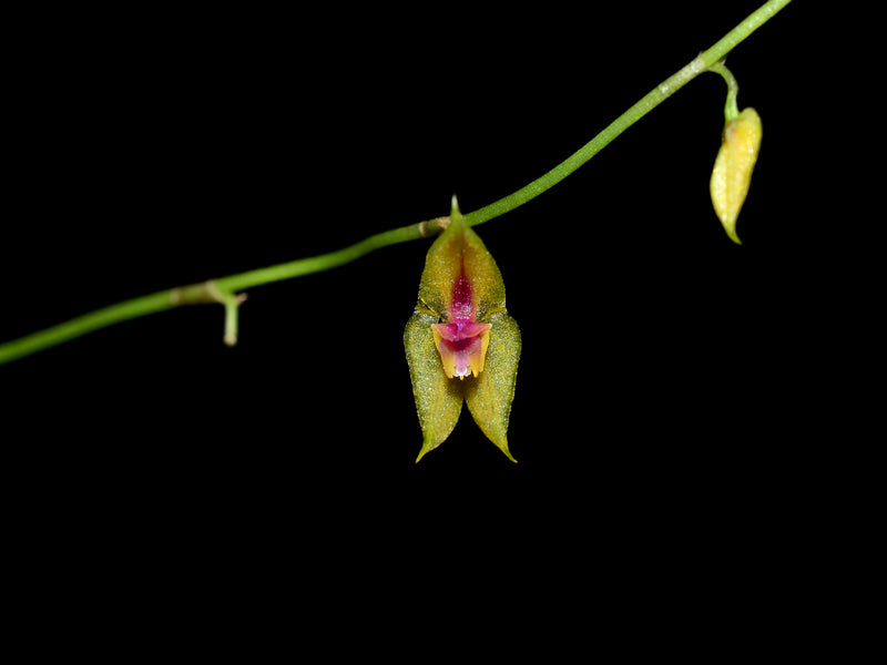 Lepanthes scalaris