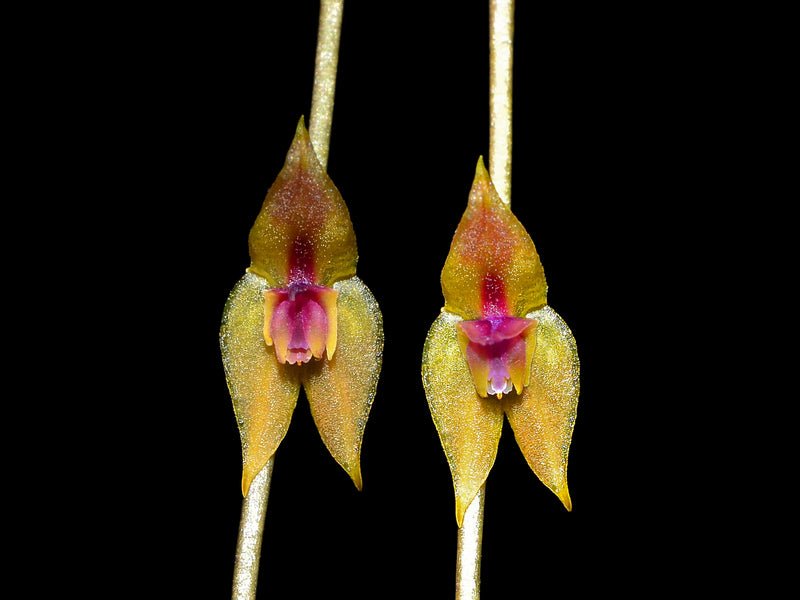 Lepanthes scalaris