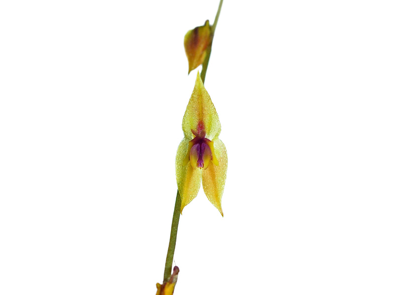 Lepanthes scalaris