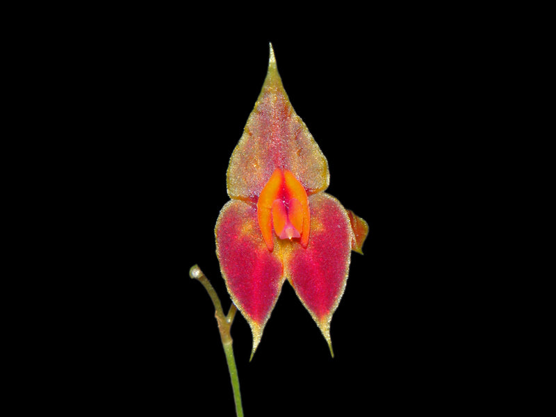 Lepanthes scalaris