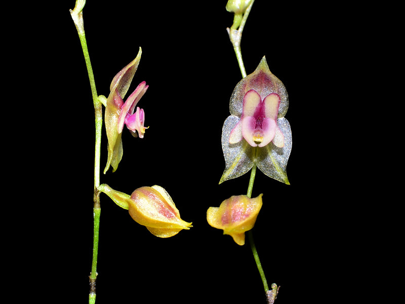 Lepanthes scansor