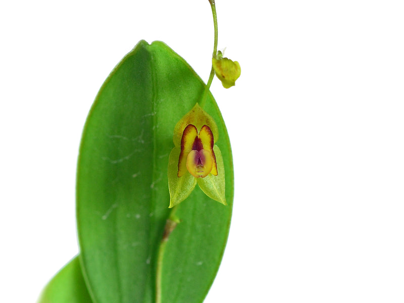 Lepanthes scansor