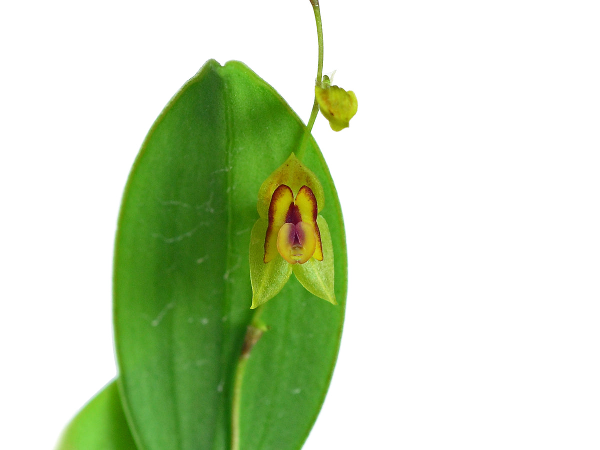 Lepanthes_scansor_1_1200x900.