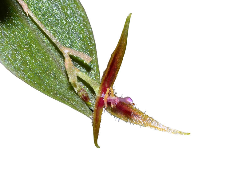 Lepanthes scrotifera