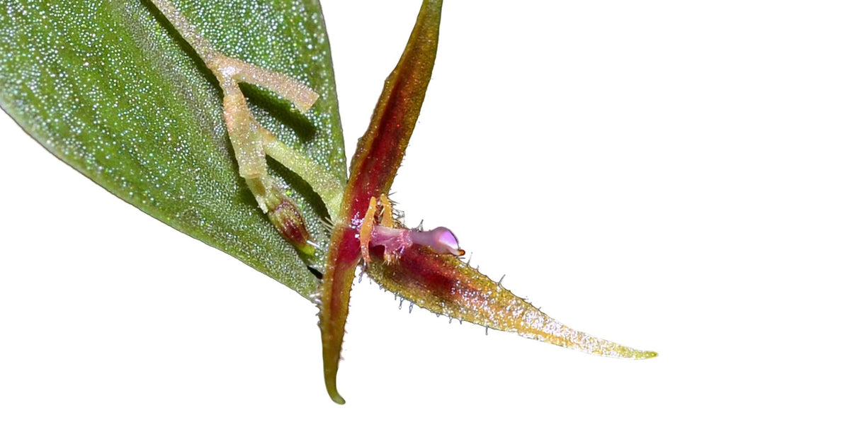 lepanthes scrotifera ミニチュアエクアドルラン原種　レア種 Lepanthes scrotifera — Ecuagenera Orquídeas del Ecuador