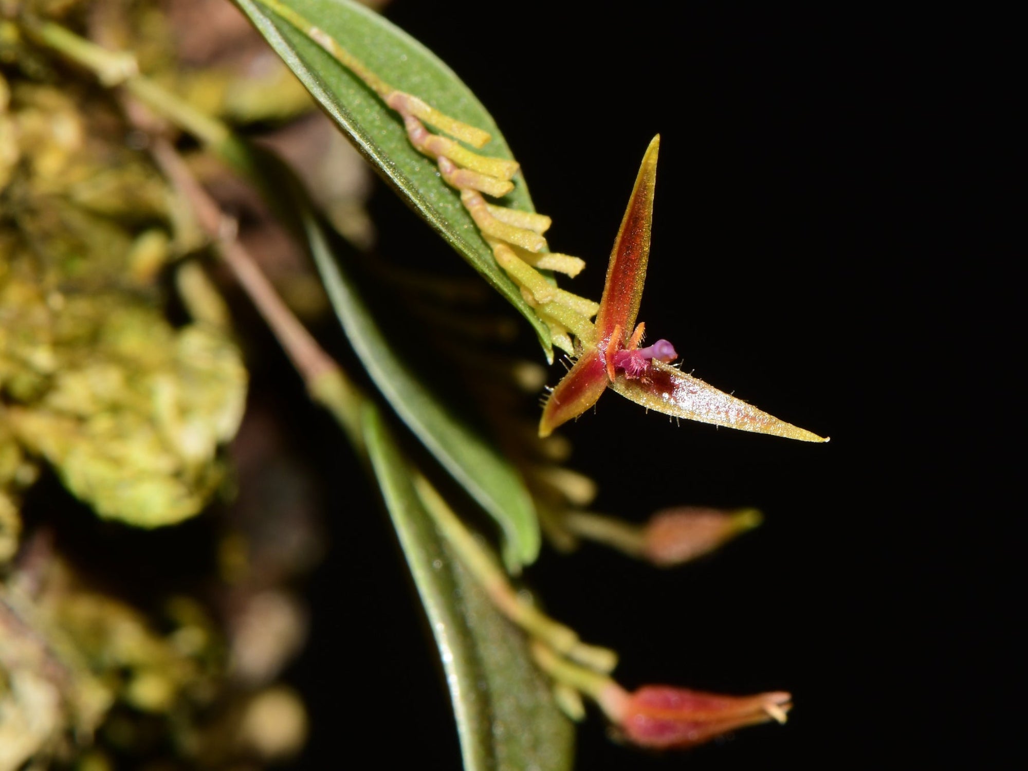 lepanthes scrotifera ミニチュアエクアドルラン原種　レア種 Lepanthes scrotifera — Ecuagenera Orquídeas del Ecuador