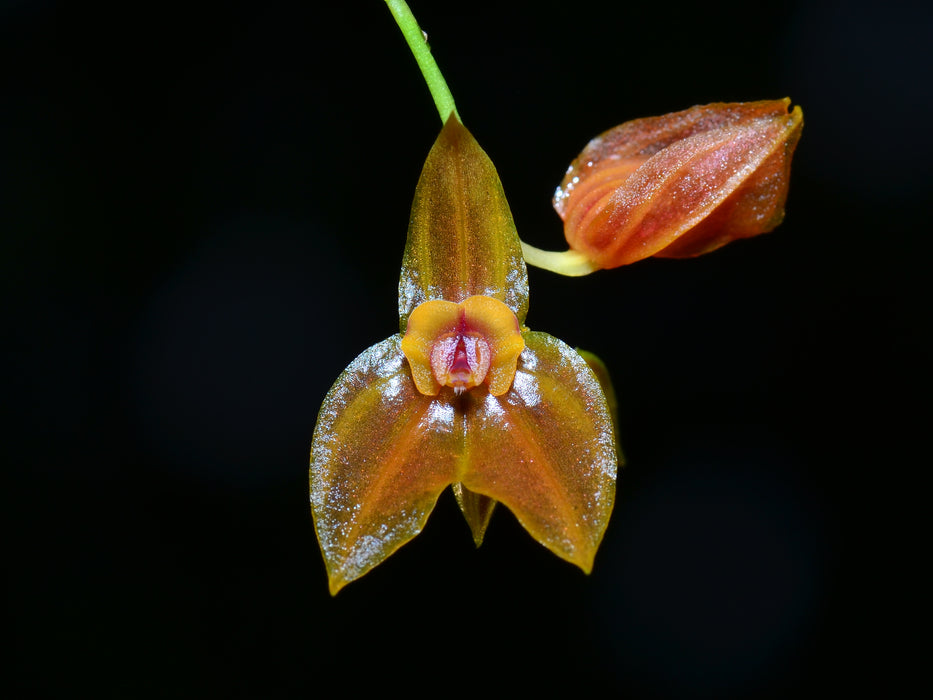 Lepanthes sijmii