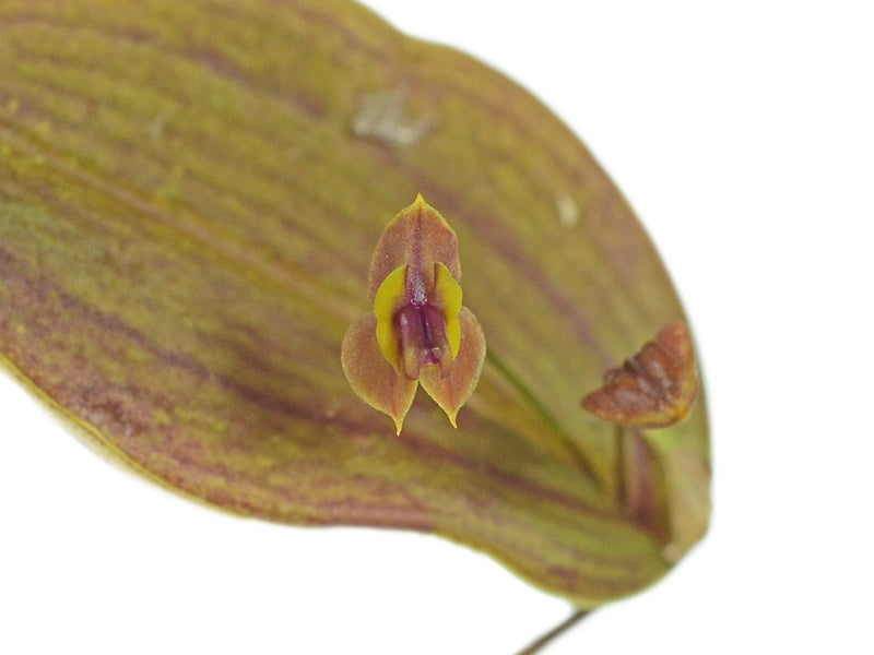 Lepanthes smaragdina